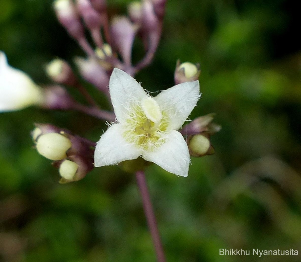 Hedyotis rhinophylla Thwaites ex Trimen